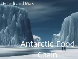 Antarctic Food Chain