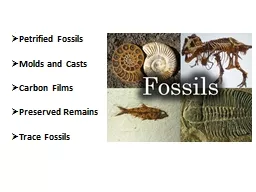 Petrified Fossils