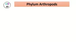 Phylum Arthropods