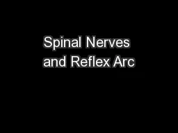 Spinal Nerves and Reflex Arc