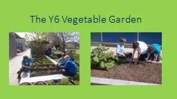 The Y6 Vegetable Garden