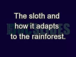The sloth and how it adapts to the rainforest.