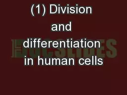 (1) Division and differentiation in human cells