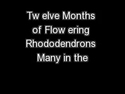 Tw elve Months of Flow ering Rhododendrons Many in the