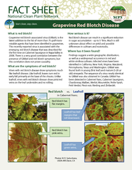 What is red blotch Grapevine red blotchassociated viru