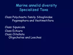 Marine annelid diversity