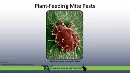 Plant-feeding mite pests