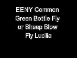 EENY Common Green Bottle Fly or Sheep Blow Fly Lucilia