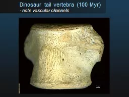 Dinosaur tail vertebra (100 Myr