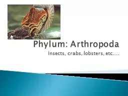 Phylum: