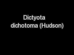 Dictyota   dichotoma (Hudson)