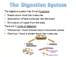 The digestive system has 3 main