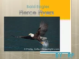 By : RP F ierce Flyers Bald Eagles