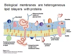 Biological membranes are heterogeneous lipid bilayers with proteins