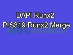DAPI Runx2 P-S319-Runx2 Merge