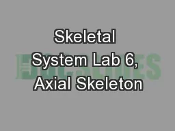 Skeletal System Lab 6, Axial Skeleton