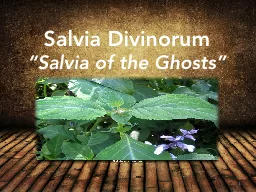 Salvia Divinorum “Salvia of the Ghosts”
