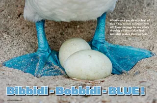 PDF-Bibbidi bobbidi blue