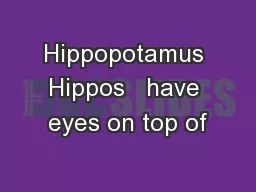 Hippopotamus Hippos   have eyes on top of