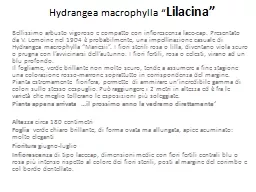 Hydrangea   macrophylla  “