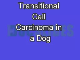 Transitional Cell Carcinoma in a Dog