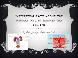 Interesting Facts about the Urinary