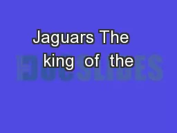 Jaguars The   king  of  the