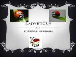 LADYBUGS!!! BY CAROLINE VANDERBEEK
