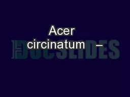 Acer  circinatum   –