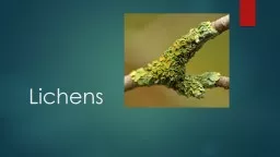 Lichens Definition Lichens-  combination of a green algae (or