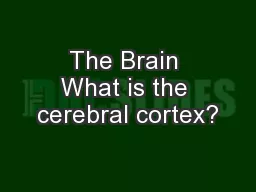 The Brain What is the cerebral cortex?