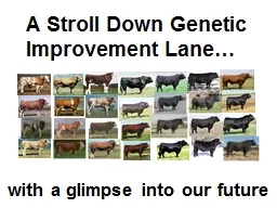 A Stroll Down Genetic Improvement Lane…
