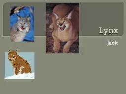 Lynx Jack  Habitat  Thick forests, open wood lands