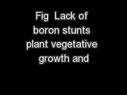 Fig  Lack of boron stunts plant vegetative growth and