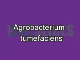 Agrobacterium  tumefaciens