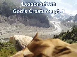 Lessons from  God’s Creatures pt. 1