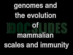 Pangolin genomes and the evolution of mammalian scales and immunity