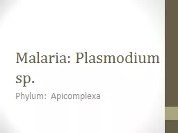 Malaria: Plasmodium sp. Phylum: