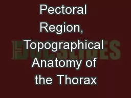 Pectoral Region,  Topographical Anatomy of the Thorax