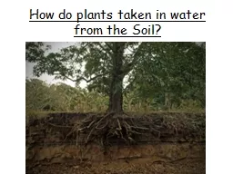 How do plants taken in water from the Soil?