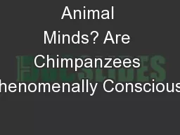 Animal Minds? Are Chimpanzees Phenomenally Conscious?