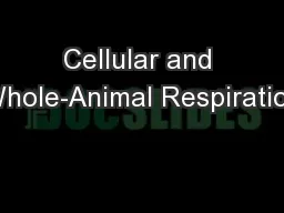 Cellular and Whole-Animal Respiration