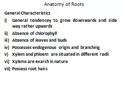 Anatomy of Roots General Characteristics