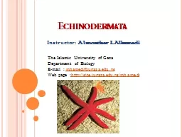Echinodermata Instructor:
