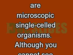 Prokaryotes Prokaryotes are microscopic single-celled organisms.  Although you cannot