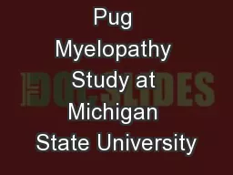 Pug Myelopathy Study at Michigan State University