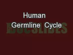 Human  Germline  Cycle