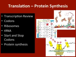 Translation – Protein Synthesis