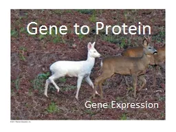 Gene to Protein Gene Expression