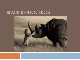 Black  rhinoceros   The Black rhinoceros is native to eastern and central Africa in including